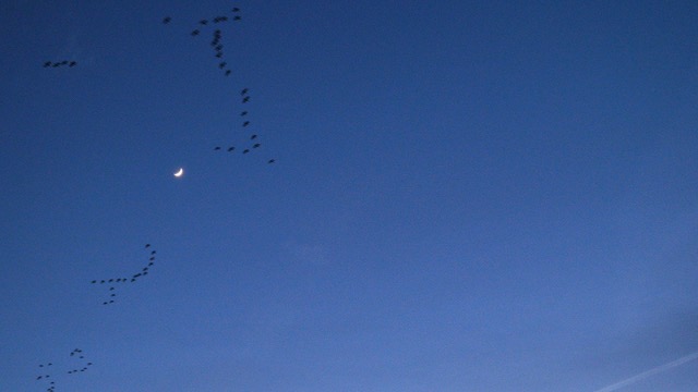 Migrants (Daniel Burkhardt, Deutschland 2021 05:21 Min.)﻿